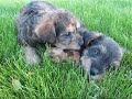 Summer Schnoodles at 5 Weeks
