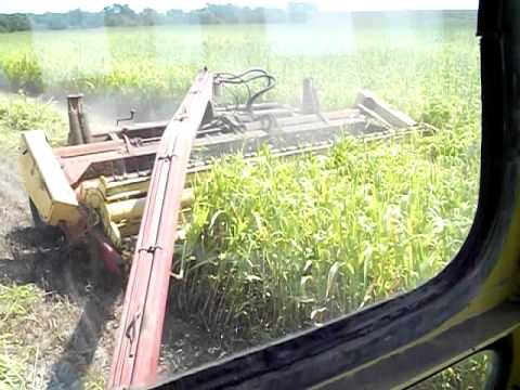 how to apply canex v