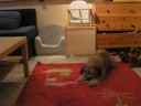 Vigocrisscross.wmv Vigocrisscross.wmv