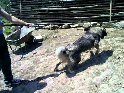 Qent+e+sharrit+ne+shitje