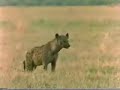 Leones vs Hienas Leones vs Hienas