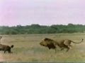 Leones vs Hienas