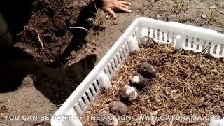 Crocodile Nest Hunt and Egg Collection