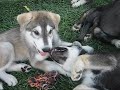 Spirit, The Malamute Puppy