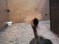 Strange animal attack in ZOO ostrava