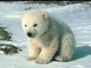 Save Polar Bears