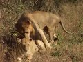 BEST!!.. "Africa Safari "lions sex wildlife bird art big cat