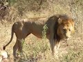 BEST!!..lions sex africa safari wildlife bird art parrot art