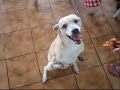 \"kangaroo\" dog \"kangaroo\" dog