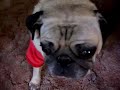 Diesel in his Elf Suit!