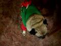 Diesel in his Elf Suit!