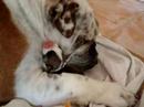bulldog ingles lola y sus 8 cachorros almazora