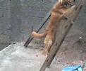 Cachorro q sobe escada !
