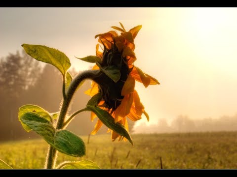 sunflowers - http://waysandhow.com Knowing how to grow sunflowers in your garden will help create a beautiful and revitalizing environment for your family. They will also...