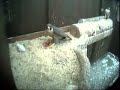 Peregrines Peregrines