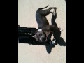 Knuckles (greyline) Pitbull