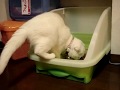 Scottish-Fold