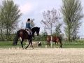 Whisper . Gribaldi in training