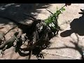 Roatan Island Iguana Farm Roatan Island Iguana Farm