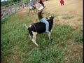 Costa Rica Bull Riding at Hacienda Guachipelin