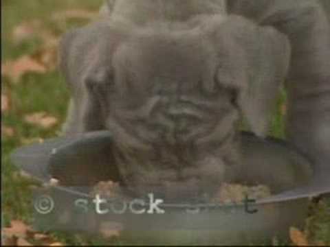 mastino napoletano