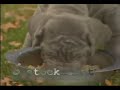 Mastino Napolitano & pups