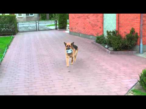 savitarna -
