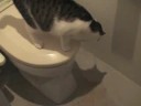 我が家の猫は、ウォシュレットで遊ぶのがとても好きです。http://blog.goo.ne.jp/happynekochan2