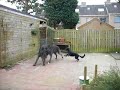 wolfhound at play supervised by silken wolfhound at play supervised by silken