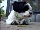 Boomerke is meuch:p
