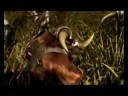 Novo MUWILD - Mu Online do Brasil