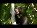Rare Sun Bear Cub
