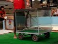 King Cobra vs Mongoose
