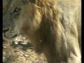 videos de Lion Attack.avi