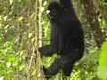 Gorilla's van Bwindi