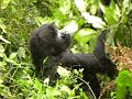Gorilla's van Bwindi