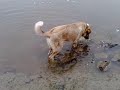 Bono die Wasserratte