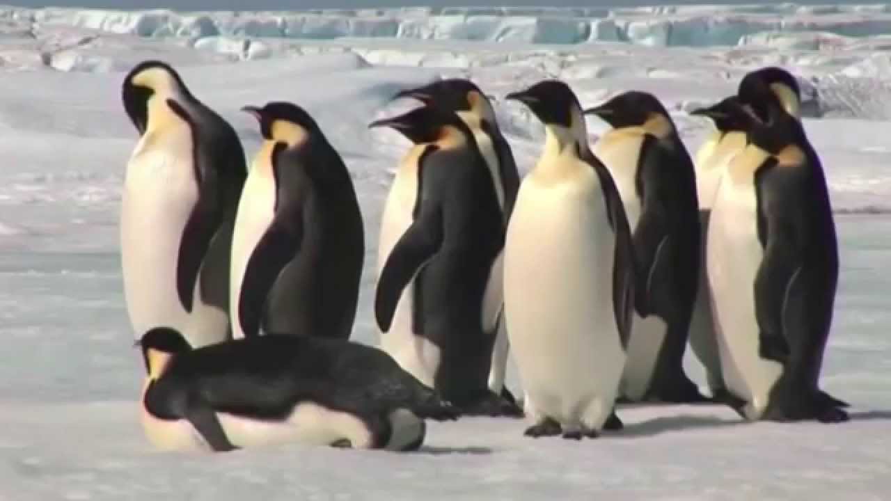 Planetu brázdili obří tučňáci!