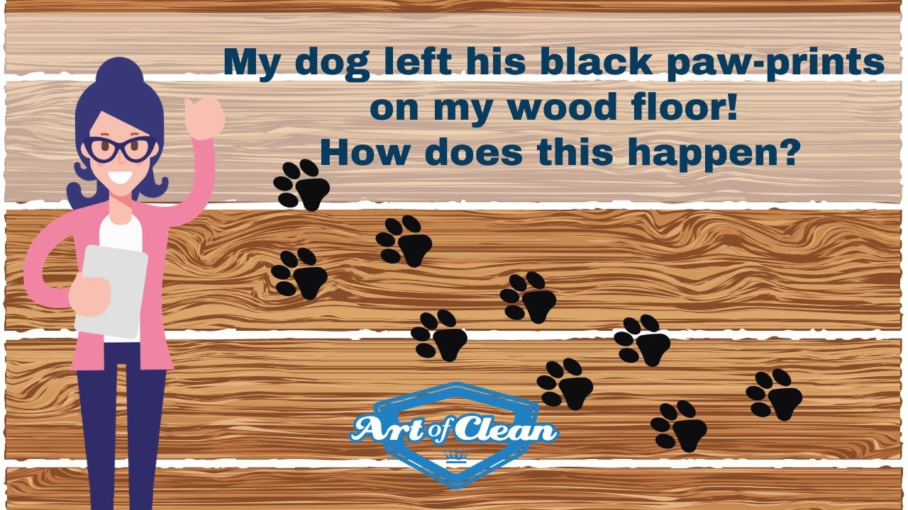 My dog left his black paw prints on my wood floor and why does this happen?