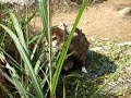 KUSO 太陽底下的新鮮事 台北動物園 象龜 蠻牛ing LIVE版