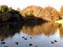 Lake at Waikato University