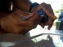 Brinks spp Brinks spp