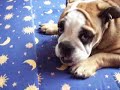 bulldog qui mange