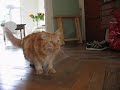 Cat training Cat training