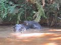 Wild elephants at Khao Yai National Park, Thailand