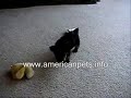 cat trouble urinating also blood in urine Blood in Urine