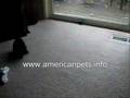 cat trouble urinating also blood in urine