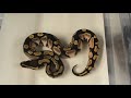 2008 clutch # 1 - part 6 - \"Calicos Hatched\"