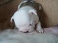 pups