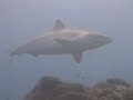Costa Rica & Cuba - 2 - Los Tiburones de L\